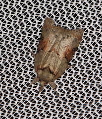 Nycteola asiatica