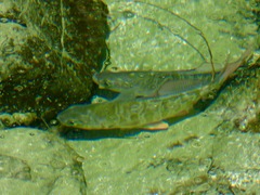 Redtail Surfperch photo 3