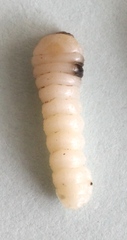 Leiopus femoratus