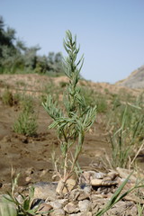Suaeda altissima