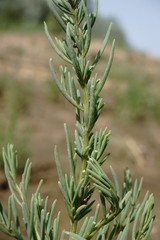 Suaeda altissima