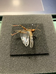 Chortoicetes terminifera
