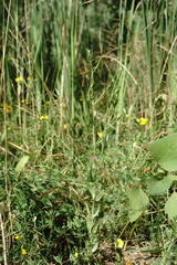 Schenkia spicata