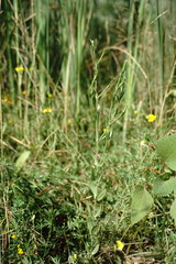 Schenkia spicata