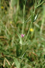 Schenkia spicata