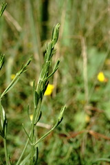 Schenkia spicata