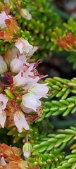 Erica capillaris