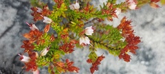 Erica capillaris