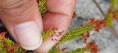 Erica capillaris