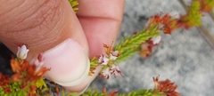 Erica capillaris