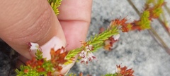 Erica capillaris