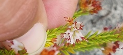 Erica capillaris