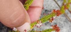 Erica capillaris