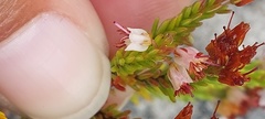 Erica capillaris