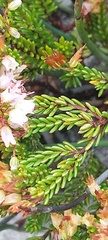 Erica capillaris