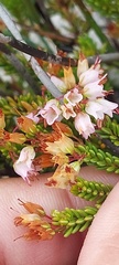 Erica capillaris