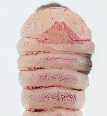 Leiopus femoratus