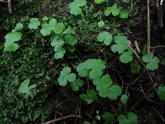 Hydrocotyle heteromeria