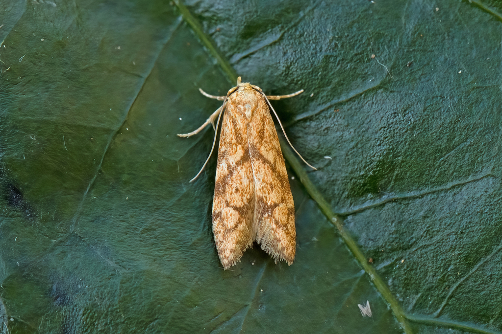 Blastobasis lavernella