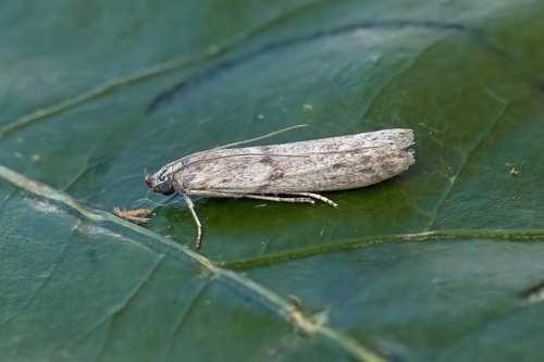 Pararotruda nesiotica