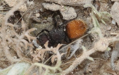 Pseudomethoca pigmentata