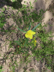Hibbertia longifolia
