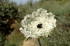 Daucus guttatus