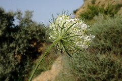 Daucus guttatus