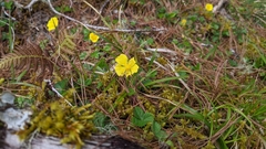 Potentilla matsumurae