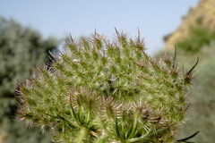 Daucus guttatus