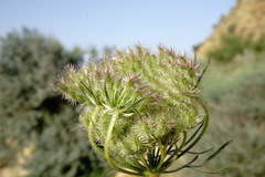 Daucus guttatus