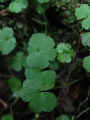 Hydrocotyle heteromeria