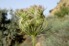 Daucus guttatus