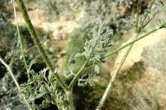 Daucus guttatus