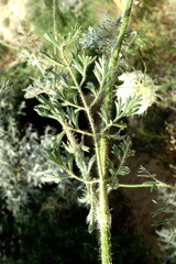 Daucus guttatus