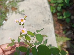 Oxalis barrelieri