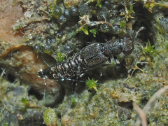 Stenus canaliculatus