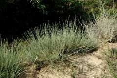 Gypsophila capitata