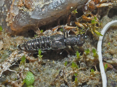 Stenus canaliculatus
