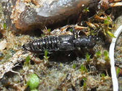 Stenus canaliculatus
