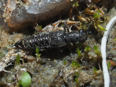 Stenus canaliculatus