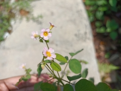 Oxalis barrelieri
