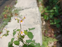 Oxalis barrelieri
