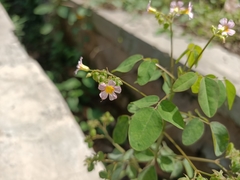 Oxalis barrelieri
