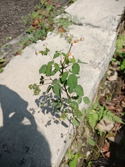 Oxalis barrelieri
