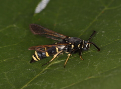 Paranthrene tabaniformis