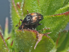 Nanophyes marmoratus