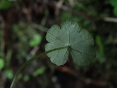 Hydrocotyle heteromeria