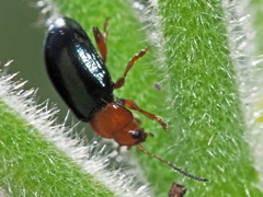 Podagrica fuscicornis