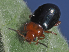 Podagrica fuscicornis